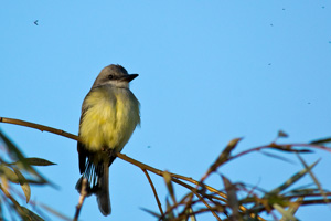 Tropical Kingbird